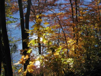 Herbstwald