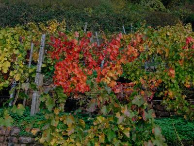 Herbst Weinlaub