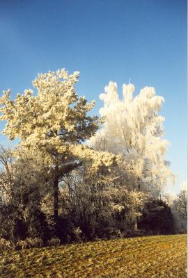 ein weiterer mit Reif überzogener Baum