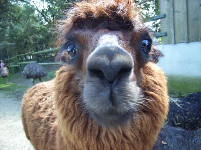 a Lama