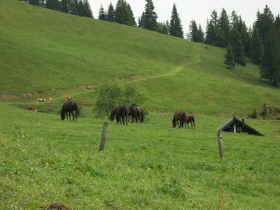 Auf der Alm