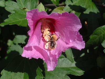 Roseneibisch mit Biene
