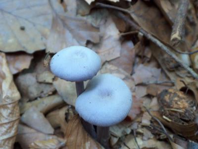 Pilz mit blauer Kappe