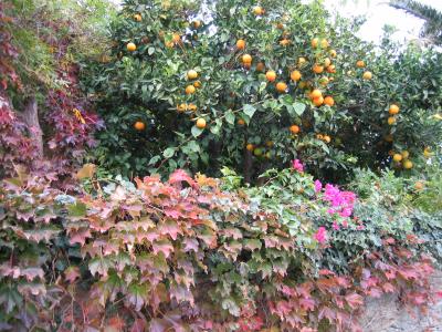 Orangenbaum im Herbstlaub
