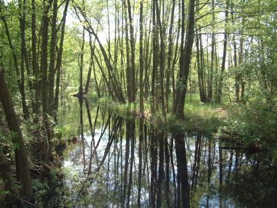 Spreewald im Herzen der Natur