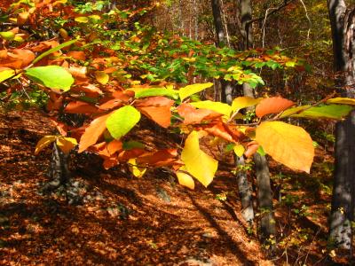 Laub, Blätter, Wald