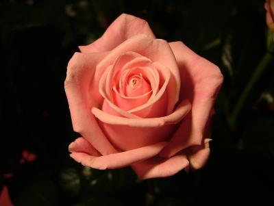 Rose zum Namenstag