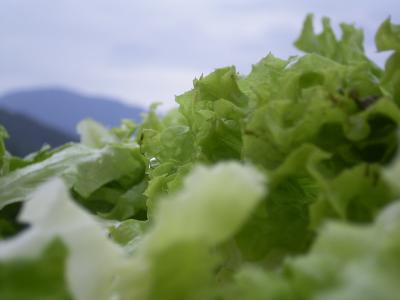 Salatberge