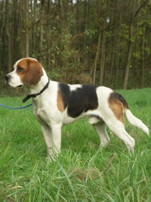 Berti, der Beagle