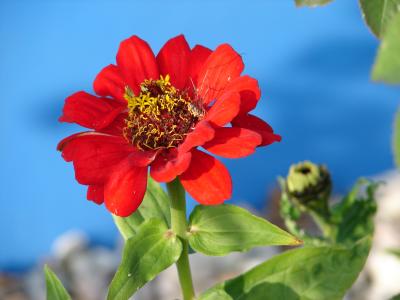 Rote Blume im Herbst mit Weberknecht