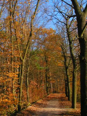 Herbstlicher Waldweg Teil2