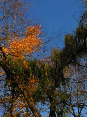 Herbstliche Baumkrone