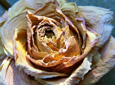 Trocken-Rose