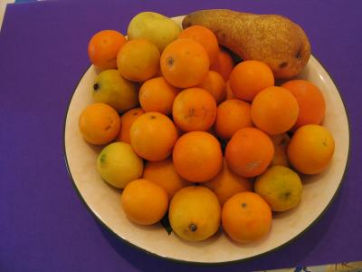 Orangen und Zitronen aus dem eigenen Garten