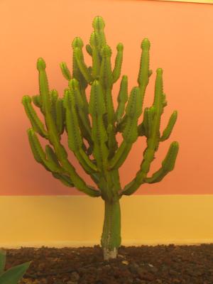 Kaktus Gran Canaria