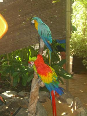 2 lustige Papageien