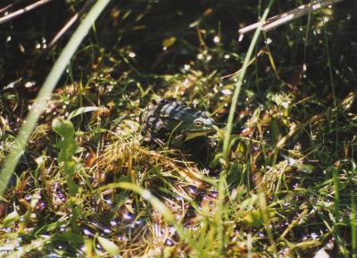 Frosch im Gras