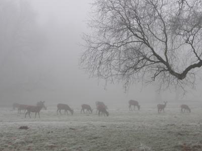 Hirschkühe im Nebel