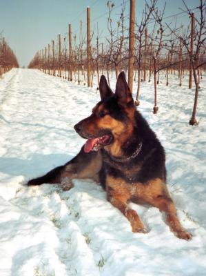 Winterhund 1