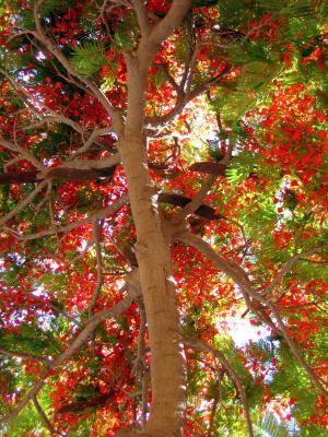 Baum von unten