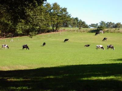 Kühe in der Sonne