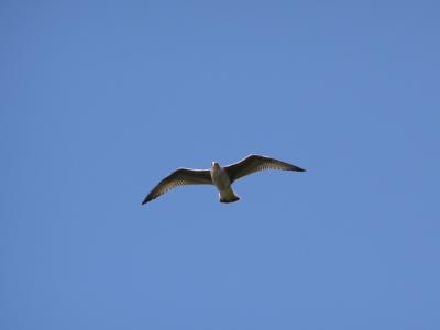 Möwe im Flug