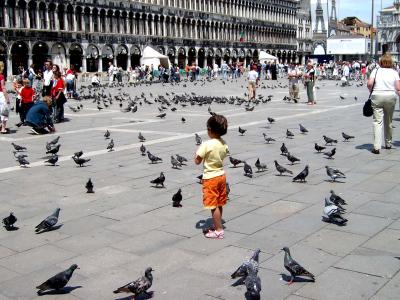 Taubenfütterung auf dem Markusplatz