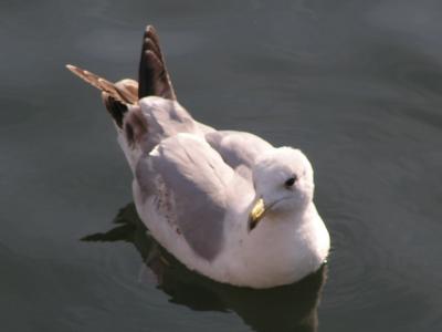 Möwe auf der Ostsee