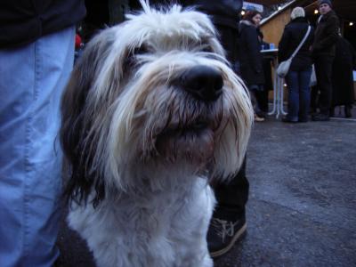 Der Hund des 2. Bürgermeisters