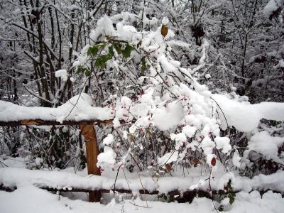 Rote Punkte im Schnee 2