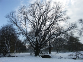 Baum im Schnee
