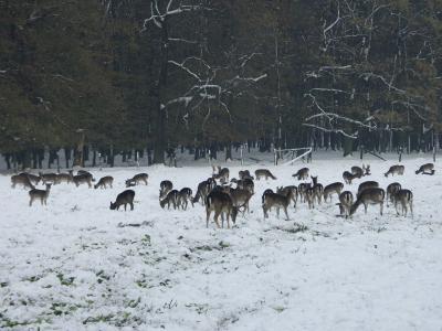 Damwild-Herde im Schnee...