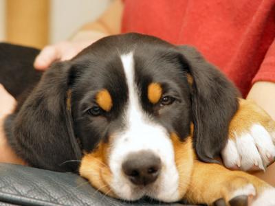 Grosser Schweizer Sennenhund 11 Wochen alt