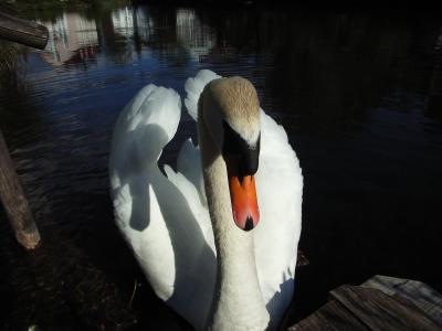 mein lieber Schwan...