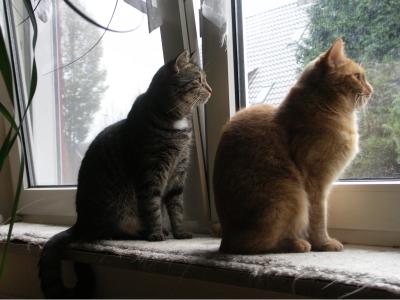 Shona und Timmy schauen synchron aus dem Fenster...
