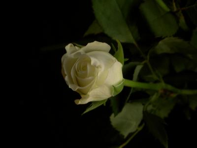Rosenweiß