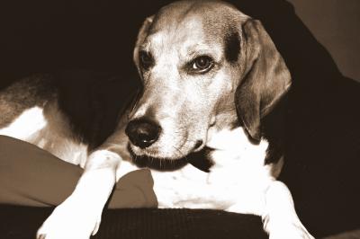 Max the beagle 2