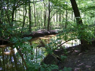 Wald mit Flußlauf