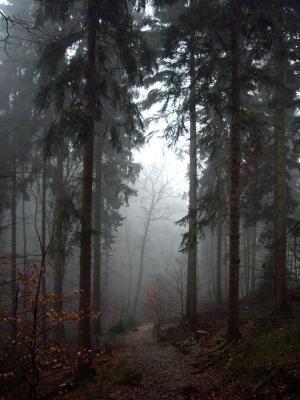 Waldweg im Nebel 2