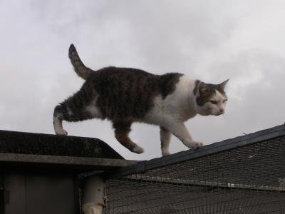 Die Katze auf dem Dach...