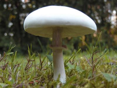 Wiesenchampignon