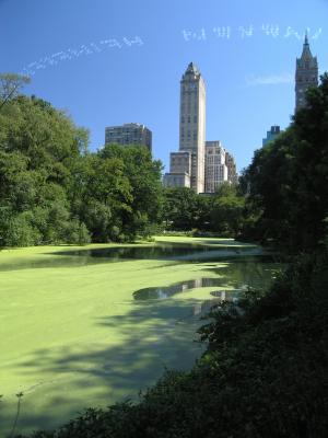 New Yorker Central Park #2