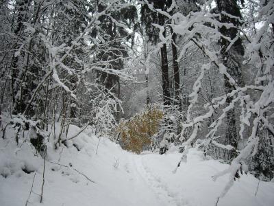 Farbfleck im Schnee 2