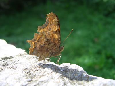 Schmetterling auf einer Mauer