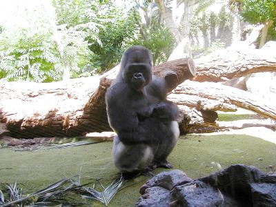 Gorilla im Loro Parque
