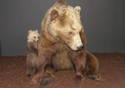 Grizzlymutter mit Kind