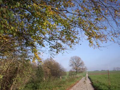 Feldweg im Herbst