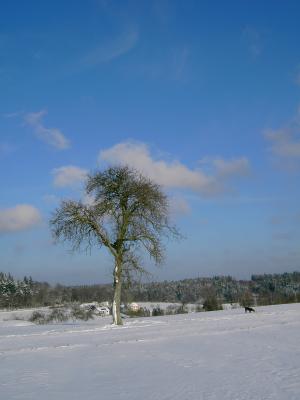 Schnee satt im Odenwald