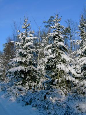 Schnee satt im Odenwald