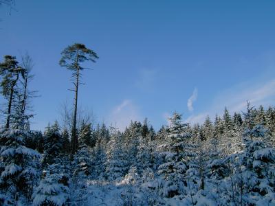 Schnee satt im Odenwald